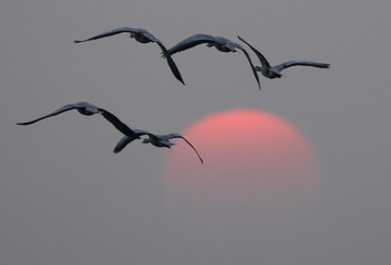 Bar-headed goose flying during sunset at Bhigwan bird sanctuary, India - obrazy, fototapety, plakaty