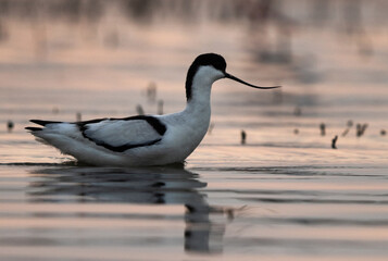 Pied avocet in th evening hours at Bhigwan bird sanctuary Maharashtra