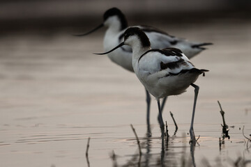 A pair of  Pied avocet in the evening hours at Bhigwan bird sanctuary Maharashtra