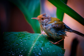 A small tailor bird in nature