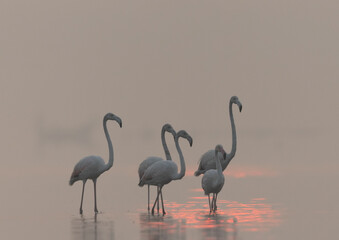 Greater Flamingos during sunrise with beautiful reflection on water at Bhigwan bird sanctuary, India