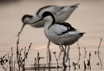 Pied avocet in the evening hours at Bhigwan bird sanctuary Maharashtra