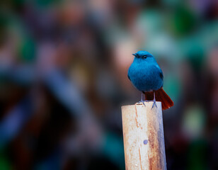 blue bird on a fence with blurred background