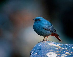 Plumbeous Redstart bird on a stone