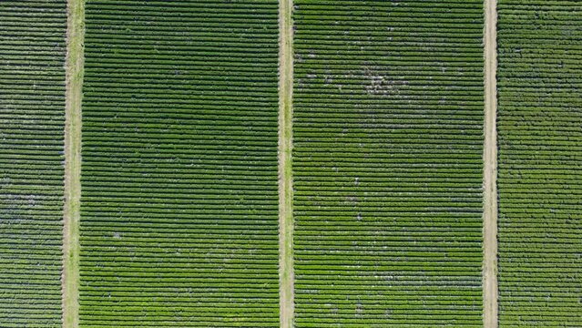 Aerial view, vertical movement in planimetric view. Agriculture. Sele plain, green fields. Sustainability and green energy concept.
