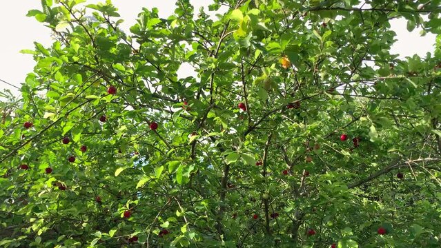 Acerola tree loaded with fresh and ripe acerolas. Par&aacute; cherry, Barbados cherry or Antillean cherry is a shrub from the Malpighiaceae family.