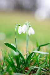 Gentle flower Snowdrop with green grass and blurred background. Spring flowers and plants