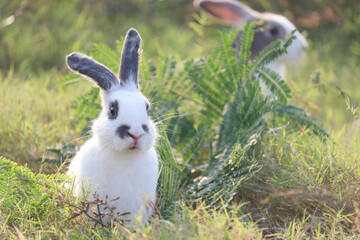 Happy cute white with black spot fluffy bunny on green grass nature background, long ears rabbit in wild meadow, adorable pet animal in the backyard.