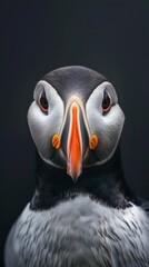 a puffin close-up portrait looking direct in camera with low-light, black backdrop 