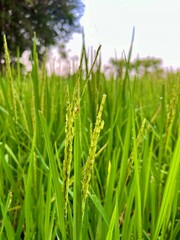Green rice plant, rice stalks and ears of rice in the field. Organic agriculture.