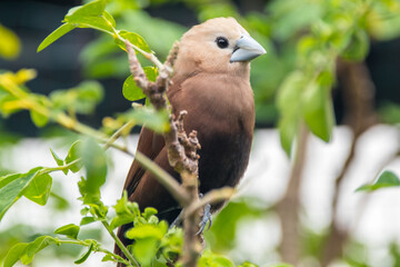 The white-headed munia (Lonchura maja) is a species of estrildid finch found in Teladan, Malaysia, Singapore, Thailand and Vietnam