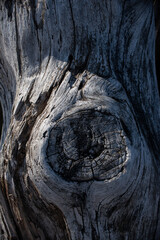 texture of very old sea washed wood with blurred areas