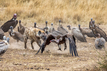 A lone hyena chases vultures away from a kill. In the Masai Mara, Kenya. - 752386277