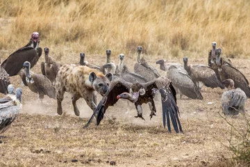  A lone hyena chases vultures away from a kill. In the Masai Mara, Kenya. © Rixie