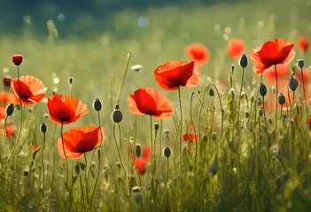 Fototapeten poppies in the field © Muhammad