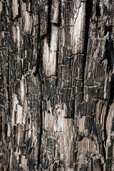 texture of very old sea washed wood with blurred areas