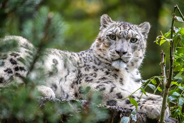 Crouching adult snow leopard, panthera uncia, with foliage habitat background. This vulnerable big cat is indigenous to the mountains of central and south Asia.