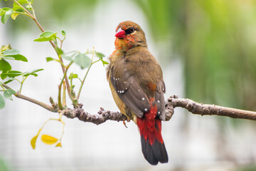 The red avadavat (Amandava amandava), red munia or strawberry finch, is a sparrow-sized bird of the family Estrildidae