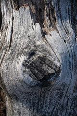 texture of very old sea washed wood