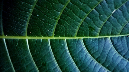 Deep green leaf with details.