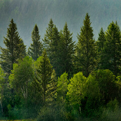 Forest Rain Storm with Drops Falling and Lush Trees Raindrops
