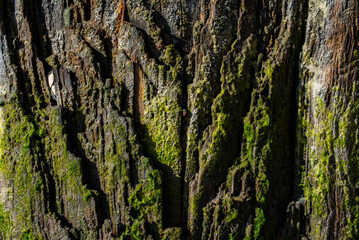 Wet tree bark covered with moss close-up