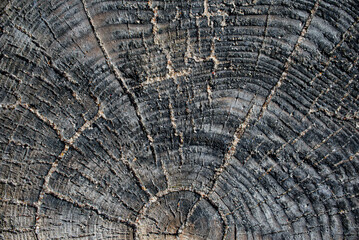 texture of very old sea washed wood