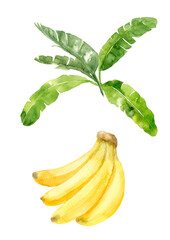 葉のついたバナナの水彩イラスト