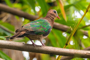 The emerald dove or common emerald dove (Chalcophaps indica), also called Asian emerald dove and grey-capped emerald dove