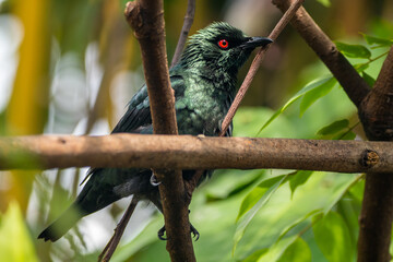The Asian glossy starling (Aplonis panayensis) is a species of starling in the family Sturnidae. It is found in Bangladesh, Brunei, India, Indonesia