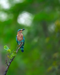bee eater perched on a branch