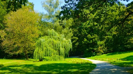 Naklejka premium Path in the green forest with big trees panoramic view