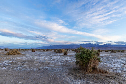 Devil&rsquo;s Cornfield
Death Valley National Park
California