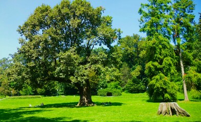 Fototapeta na wymiar People resting in green nature under big treetop