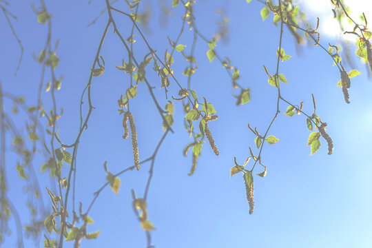 Blurred background with birch twigs, earrings and first leaves against blue sky. Spring mood
