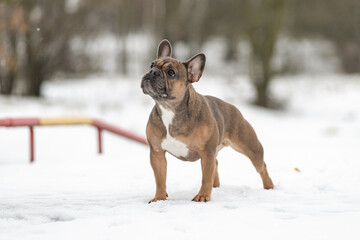 Young beautiful purebred French bulldog on a walk in winter.