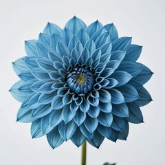 chrysanthemum flower on white background