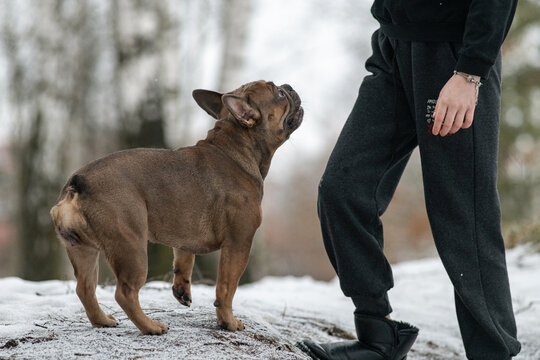 Young beautiful purebred French bulldog on a walk in winter.