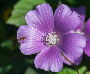 A purple anoda flower with a white center and a yellow bee on top of it.