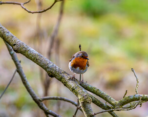 A view of a Robin beside the Grand Union canal near Market Harborough on a bright winter day