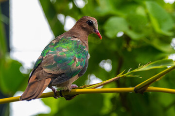 The emerald dove or common emerald dove (Chalcophaps indica), also called Asian emerald dove and grey-capped emerald dove