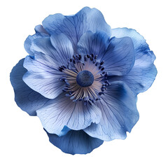 blue single flower on a transparent background isolate	