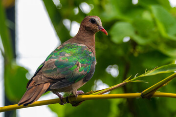 The emerald dove or common emerald dove (Chalcophaps indica), also called Asian emerald dove and grey-capped emerald dove