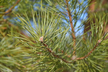 close up of pine needles