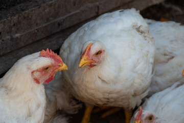 white broiler chickens in the farm yard, chickens communicate