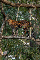 Indian Leopard - Panthera pardus fusca, beautiful iconic wild cat from South Asian forests and woodlands, Nagarahole Tiger Reserve, India.