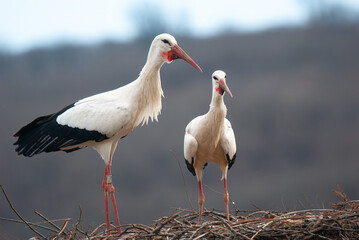 Couple white storks on the nest, stork breeding in spring, ciconia,  Alsace France, Oberbronn
