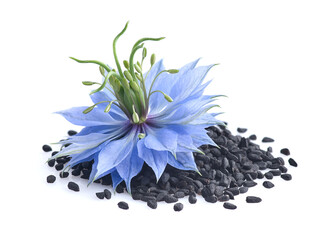 Black cumin flowers with seeds in closeup