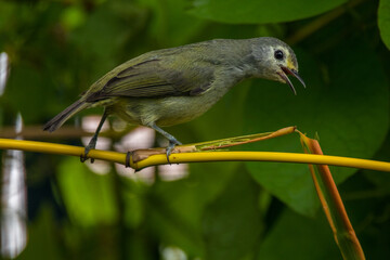 Mees's white-eye (Heleia javanica), also known as the Javan grey-throated white-eye or grey-throated ibon, is a species of bird in the family Zosteropidae