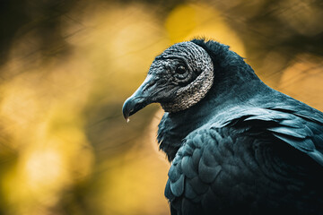 Close Up Portrait of an American Black Vulture